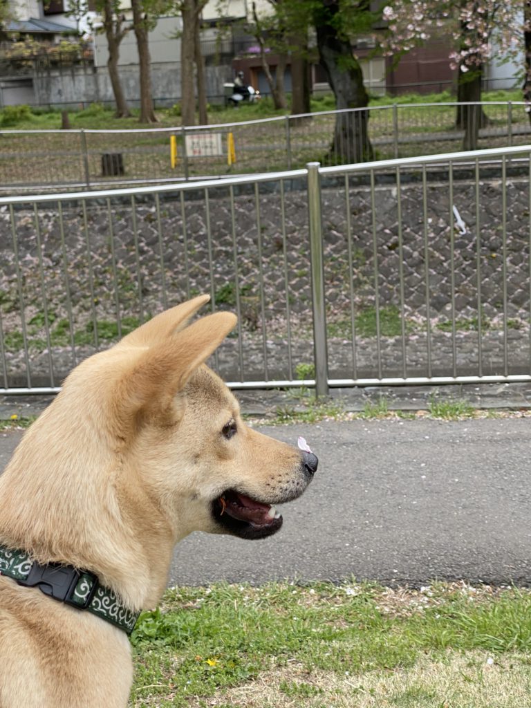 新高円寺みきと動物病院 みきと動物病院 保護犬 動物愛護センター 殺処分 新高円寺みきと動物病院